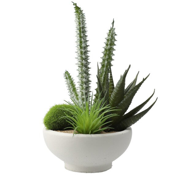Arranged Cactus in Cement Pot YX