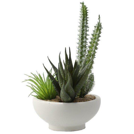 Arranged Cactus in Cement Pot YX