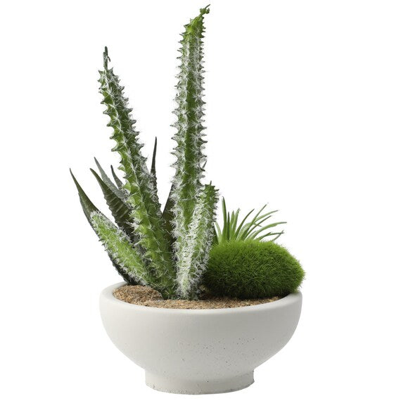 Arranged Cactus in Cement Pot YX