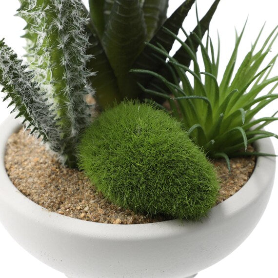 Arranged Cactus in Cement Pot YX
