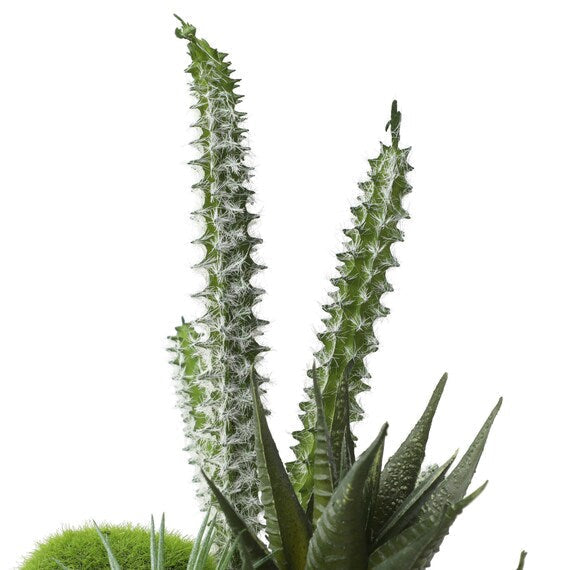 Arranged Cactus in Cement Pot YX
