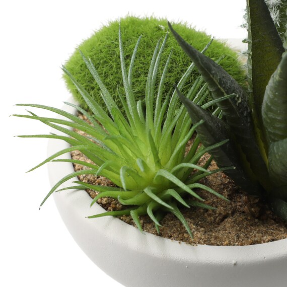 Arranged Cactus in Cement Pot YX