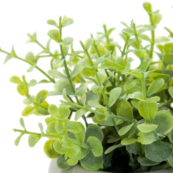Oregono in Cement Pot 45502GN