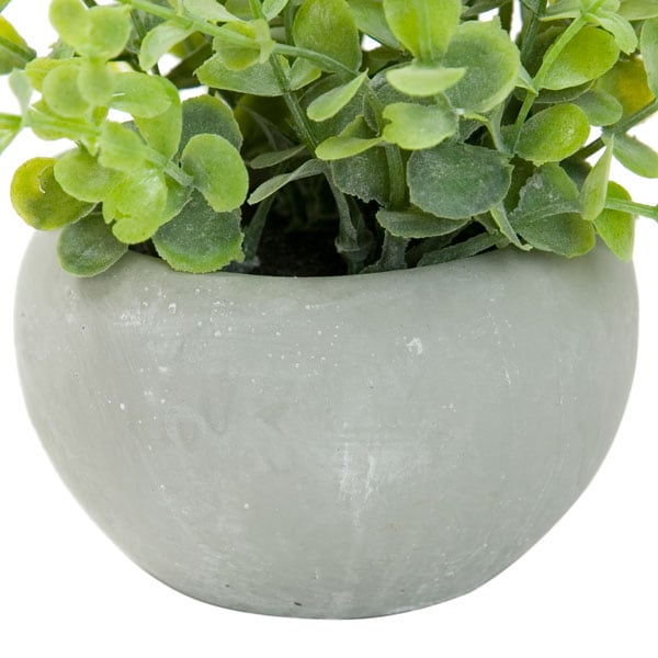 Oregono in Cement Pot 45502GN