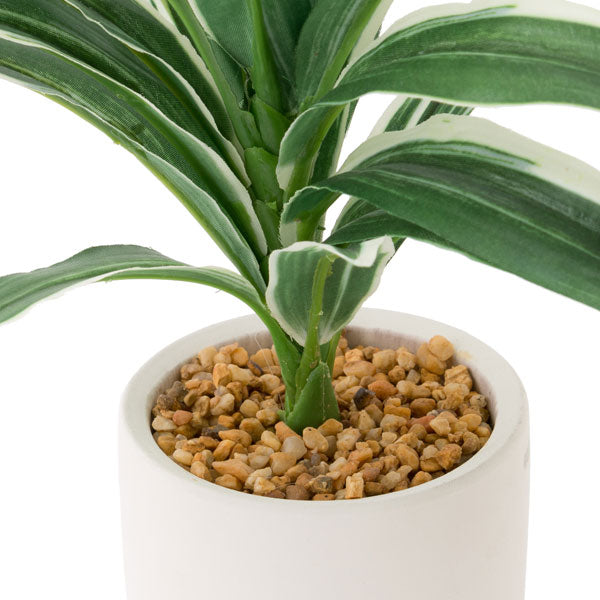 26CM Cordyline W/ Pottery Pot