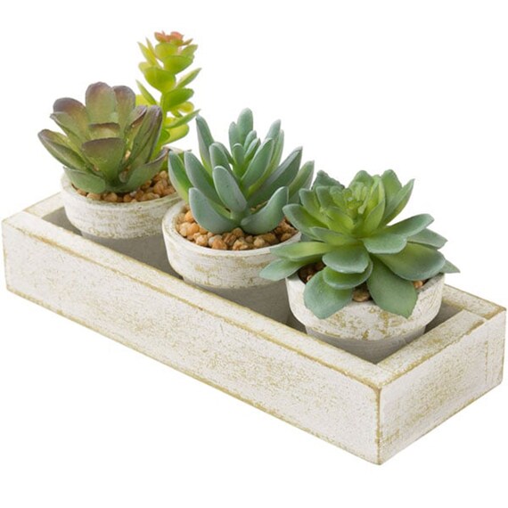 3-PCS SUCCULENT WITH TRAY HA34315GN