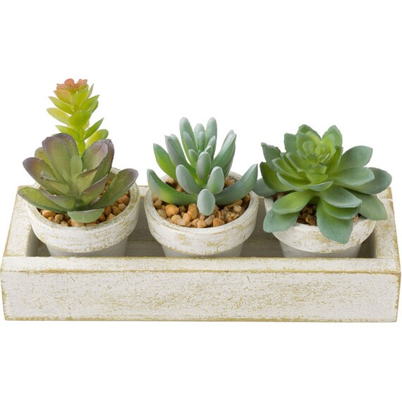 3-PCS SUCCULENT WITH TRAY HA34315GN