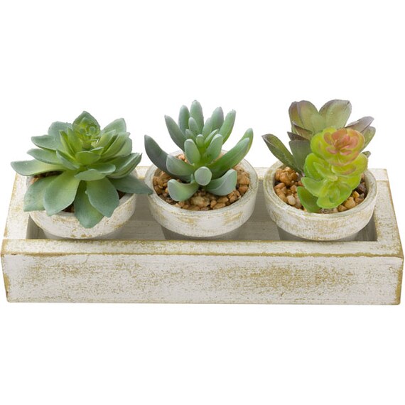 3-PCS SUCCULENT WITH TRAY HA34315GN