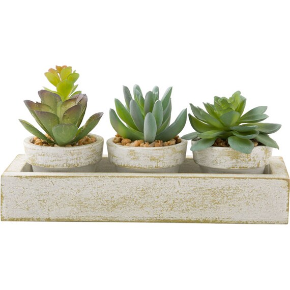 3-PCS SUCCULENT WITH TRAY HA34315GN