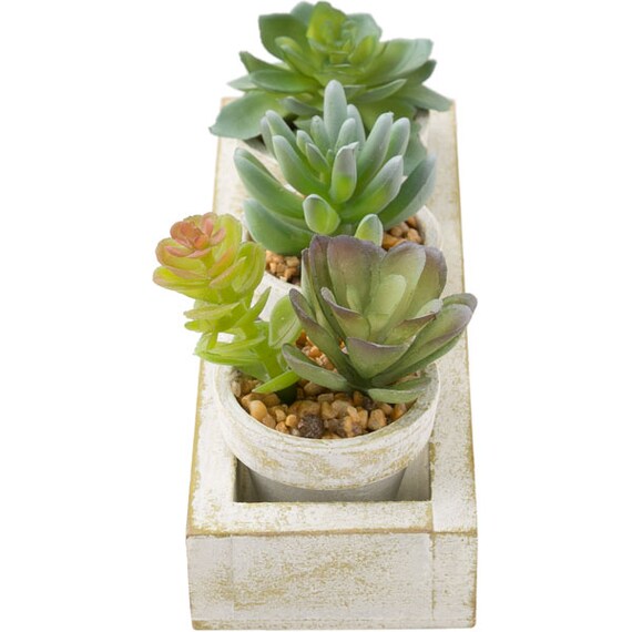 3-PCS SUCCULENT WITH TRAY HA34315GN