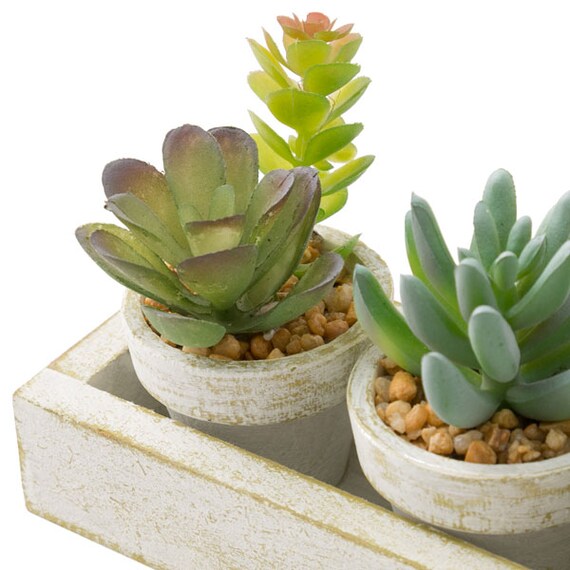 3-PCS SUCCULENT WITH TRAY HA34315GN