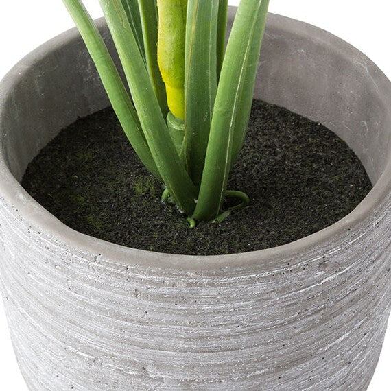 60CM Monstera in Cement Pot HA47139GN