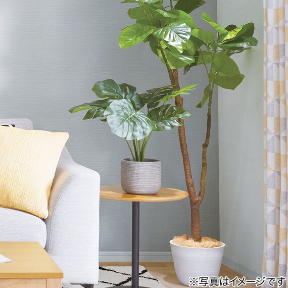 60CM Monstera in Cement Pot HA47139GN