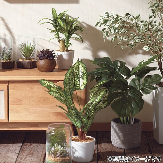 60CM Monstera in Cement Pot HA47139GN
